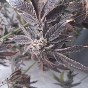 bbs-grow-diaries/blimburnseeds-com/user-39792/102f5bb49a5c9f41