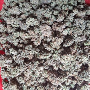 bbs-grow-diaries/blimburnseeds-com/user-39792/1abca5eedd97d9aa