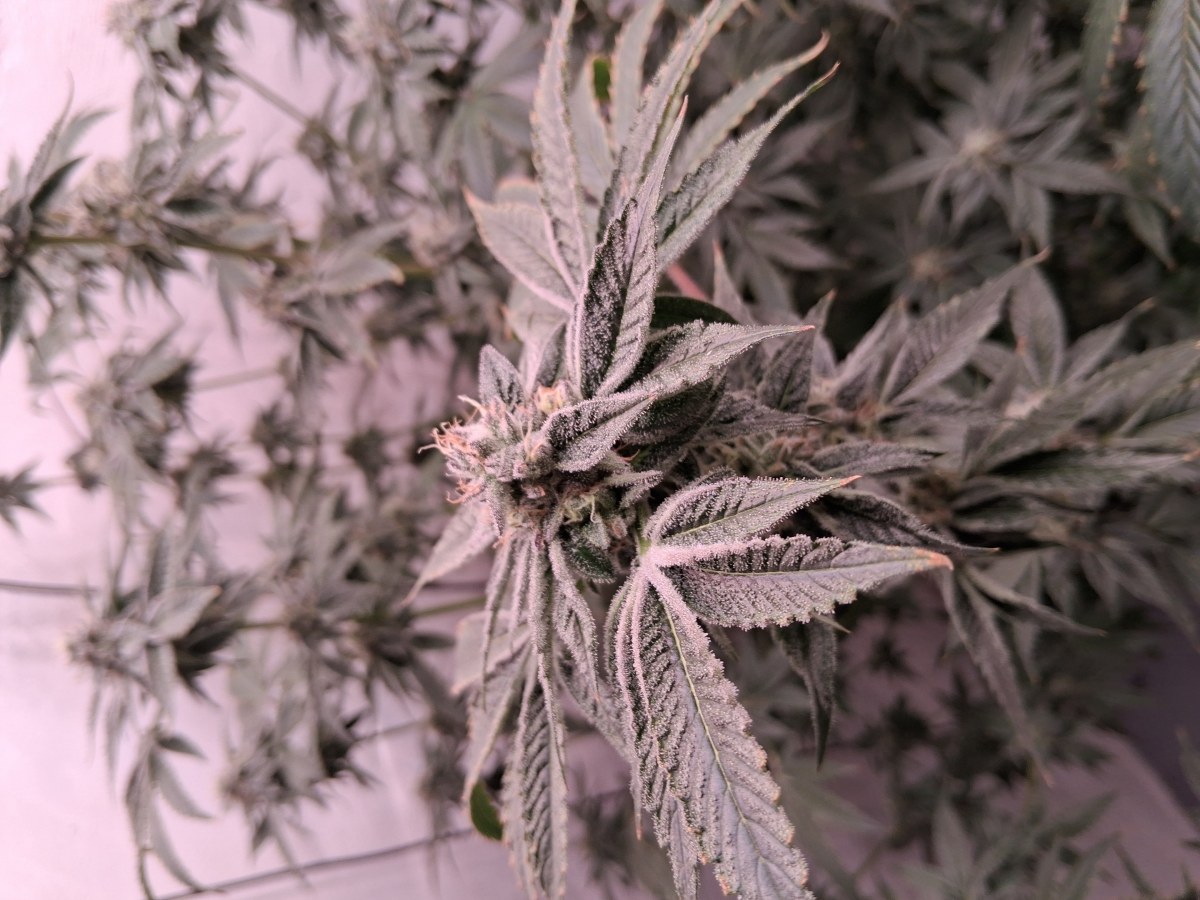 bbs-grow-diaries/blimburnseeds-com/user-39792/1b90efa795e7ff1c