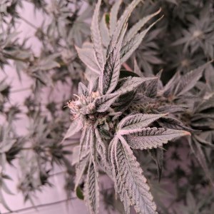 bbs-grow-diaries/blimburnseeds-com/user-39792/1b90efa795e7ff1c