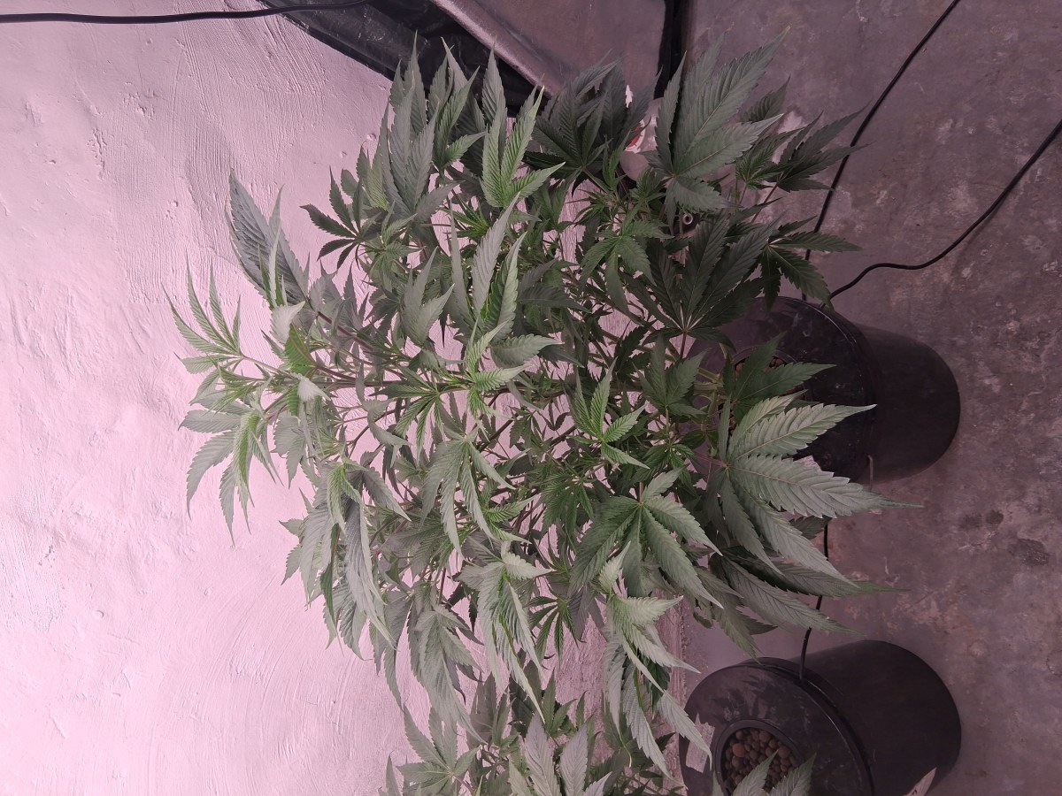 bbs-grow-diaries/blimburnseeds-com/user-39792/1ba7bacd86e06038