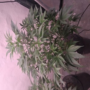 bbs-grow-diaries/blimburnseeds-com/user-39792/1ba7bacd86e06038