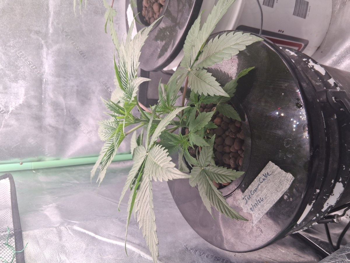 bbs-grow-diaries/blimburnseeds-com/user-39792/235d547aa4eecb48