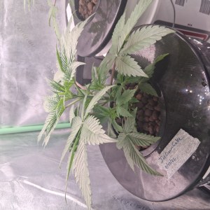 bbs-grow-diaries/blimburnseeds-com/user-39792/235d547aa4eecb48