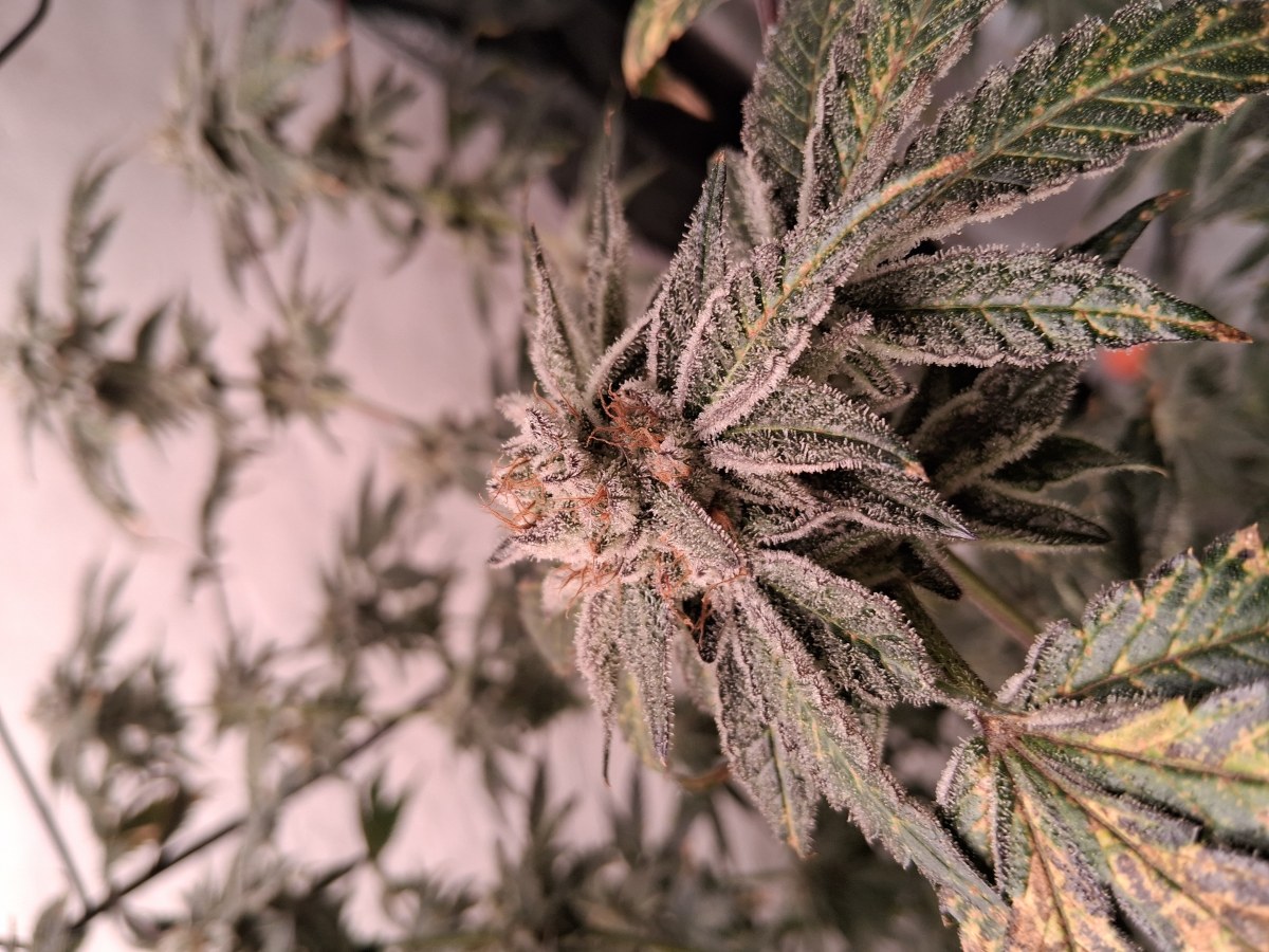 bbs-grow-diaries/blimburnseeds-com/user-39792/332653ca10277a37