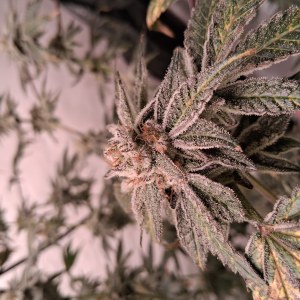 bbs-grow-diaries/blimburnseeds-com/user-39792/332653ca10277a37