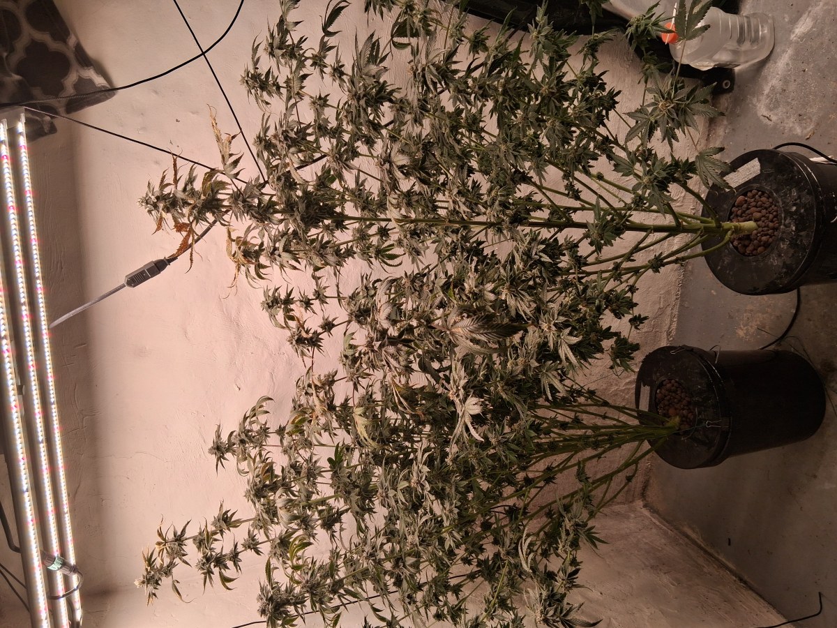 bbs-grow-diaries/blimburnseeds-com/user-39792/493934ef845cb8ba
