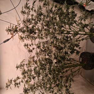 bbs-grow-diaries/blimburnseeds-com/user-39792/493934ef845cb8ba