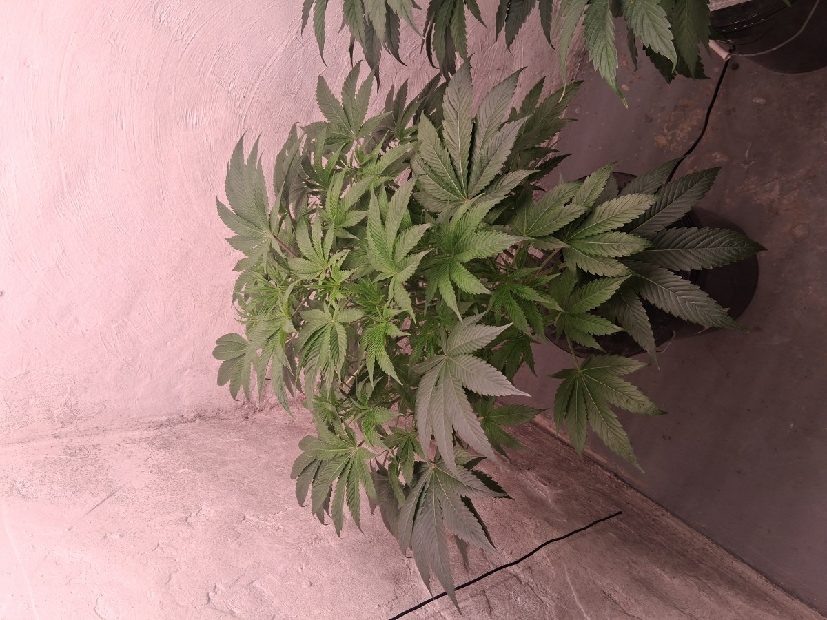 bbs-grow-diaries/blimburnseeds-com/user-39792/4c38e60e33a5c2ba