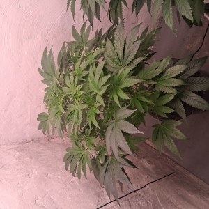 bbs-grow-diaries/blimburnseeds-com/user-39792/4c38e60e33a5c2ba