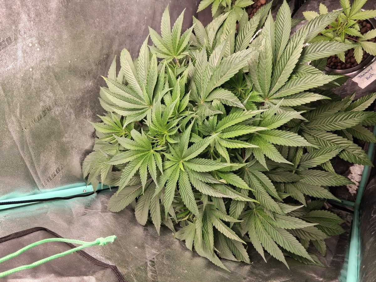 bbs-grow-diaries/blimburnseeds-com/user-39792/4f019061b5d9847e
