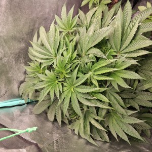 bbs-grow-diaries/blimburnseeds-com/user-39792/4f019061b5d9847e