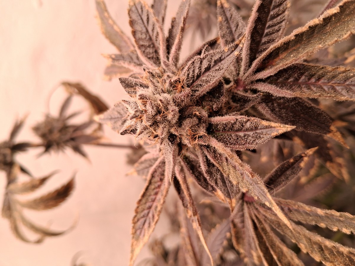 bbs-grow-diaries/blimburnseeds-com/user-39792/51533bc468a179e5