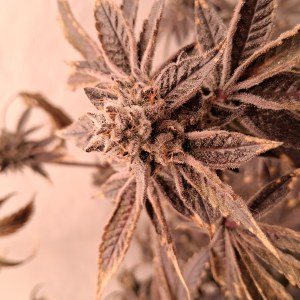 bbs-grow-diaries/blimburnseeds-com/user-39792/51533bc468a179e5