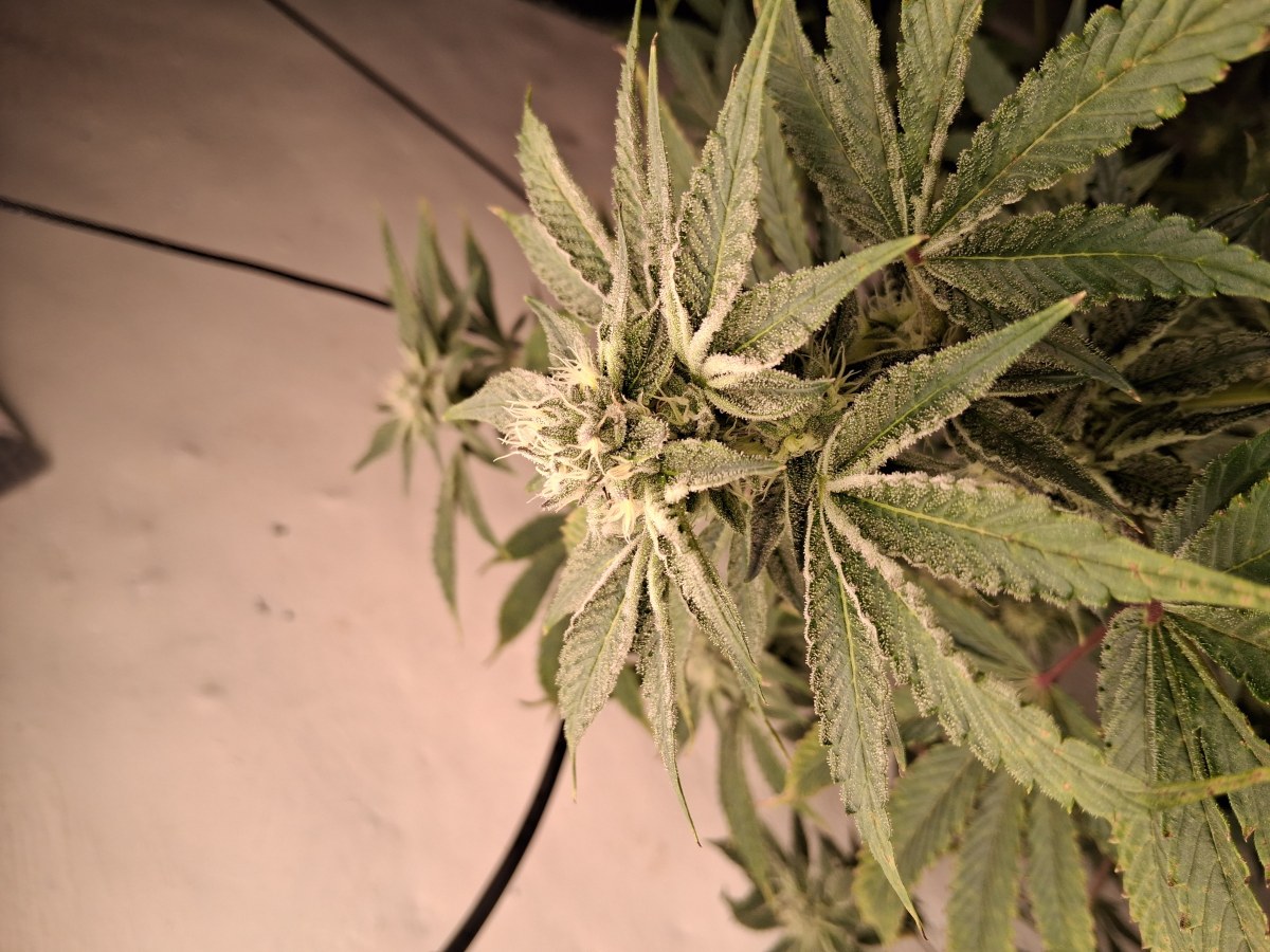 bbs-grow-diaries/blimburnseeds-com/user-39792/54876cf75df6af33