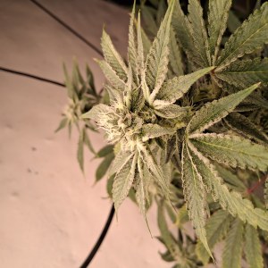 bbs-grow-diaries/blimburnseeds-com/user-39792/54876cf75df6af33