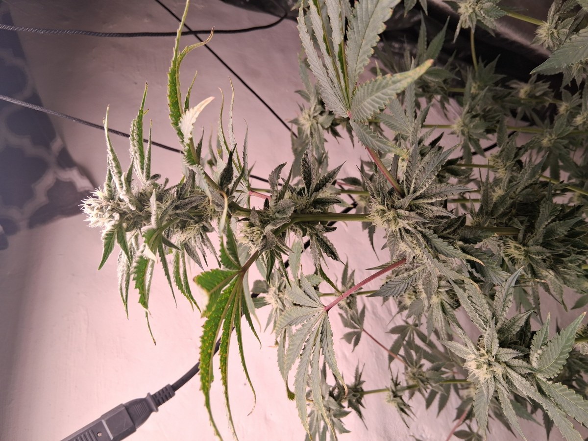 bbs-grow-diaries/blimburnseeds-com/user-39792/55aeed2b4db9663c
