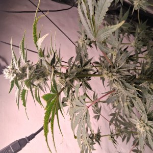 bbs-grow-diaries/blimburnseeds-com/user-39792/55aeed2b4db9663c