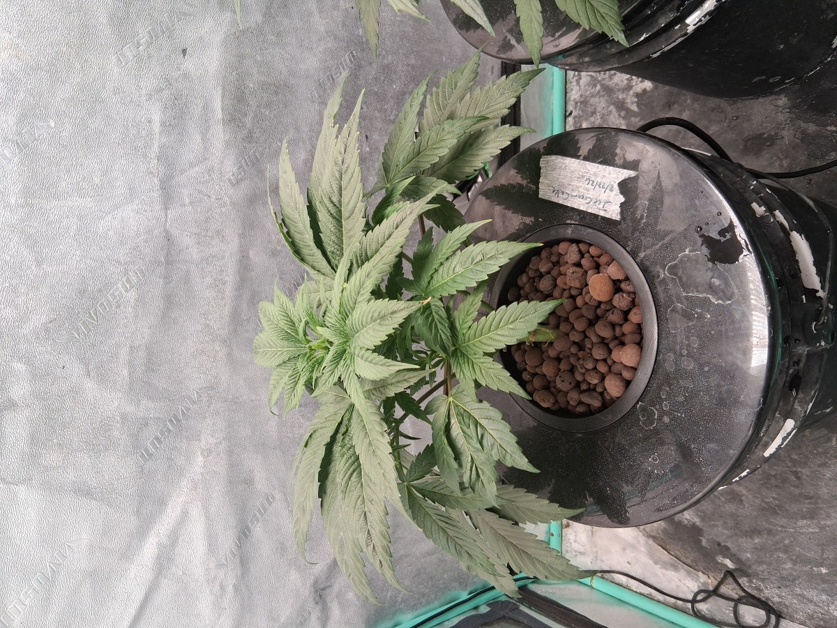 bbs-grow-diaries/blimburnseeds-com/user-39792/572524ad21656aa1