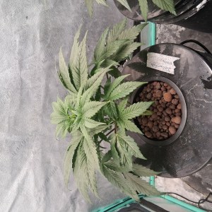 bbs-grow-diaries/blimburnseeds-com/user-39792/572524ad21656aa1