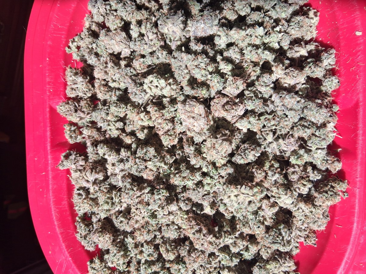 bbs-grow-diaries/blimburnseeds-com/user-39792/5c8b0f3370c511e3