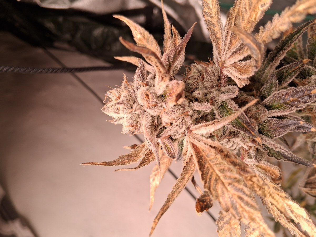 bbs-grow-diaries/blimburnseeds-com/user-39792/5fd3c38bcea0e167