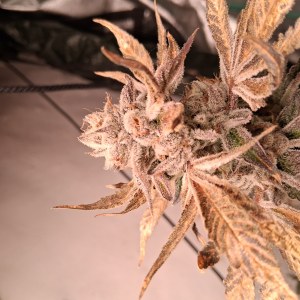 bbs-grow-diaries/blimburnseeds-com/user-39792/5fd3c38bcea0e167