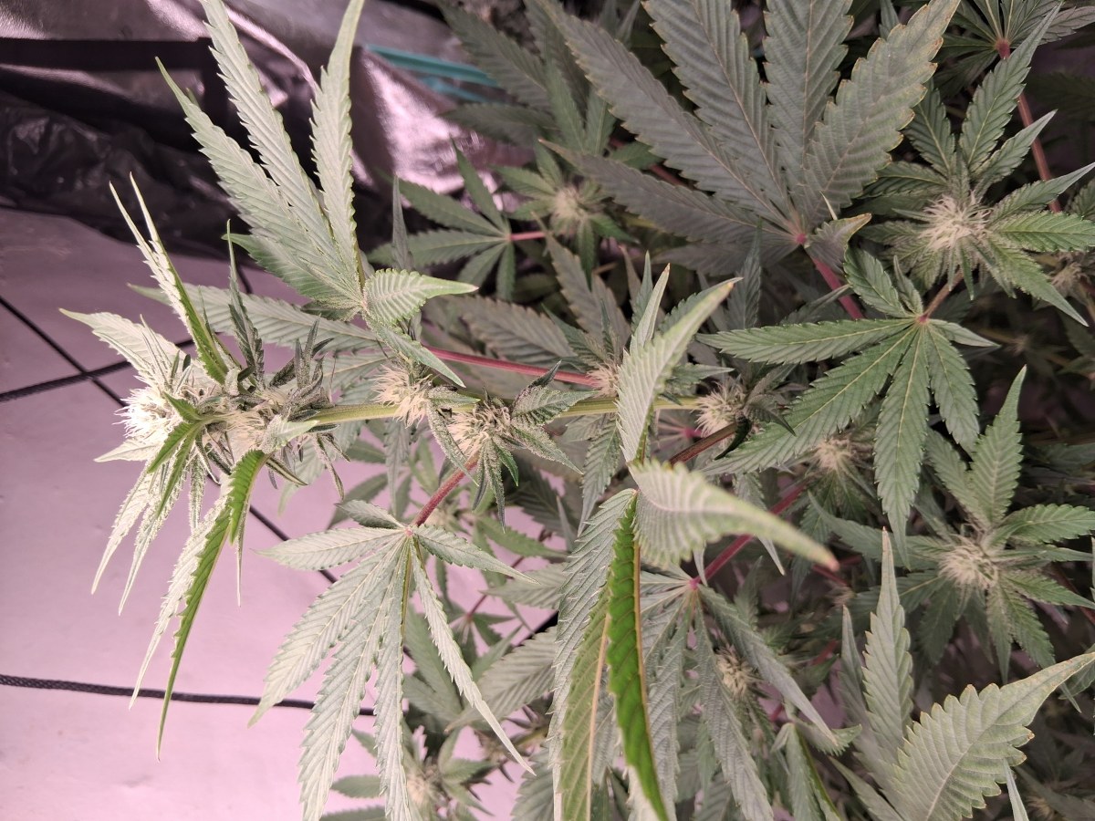bbs-grow-diaries/blimburnseeds-com/user-39792/6d87a87cc49a13de