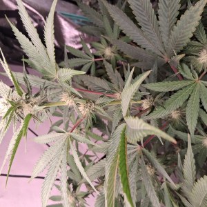 bbs-grow-diaries/blimburnseeds-com/user-39792/6d87a87cc49a13de
