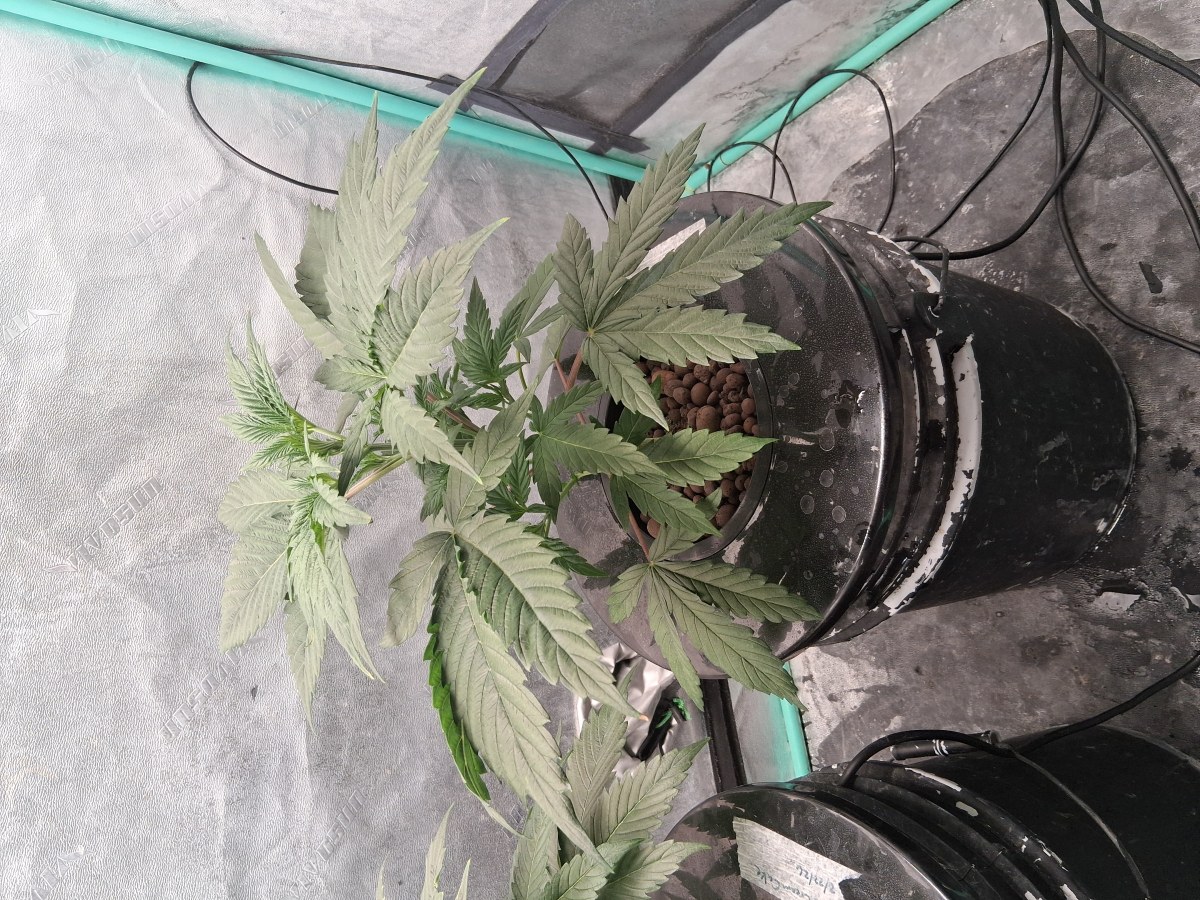 bbs-grow-diaries/blimburnseeds-com/user-39792/7057df093b29f8d4