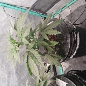 bbs-grow-diaries/blimburnseeds-com/user-39792/7057df093b29f8d4