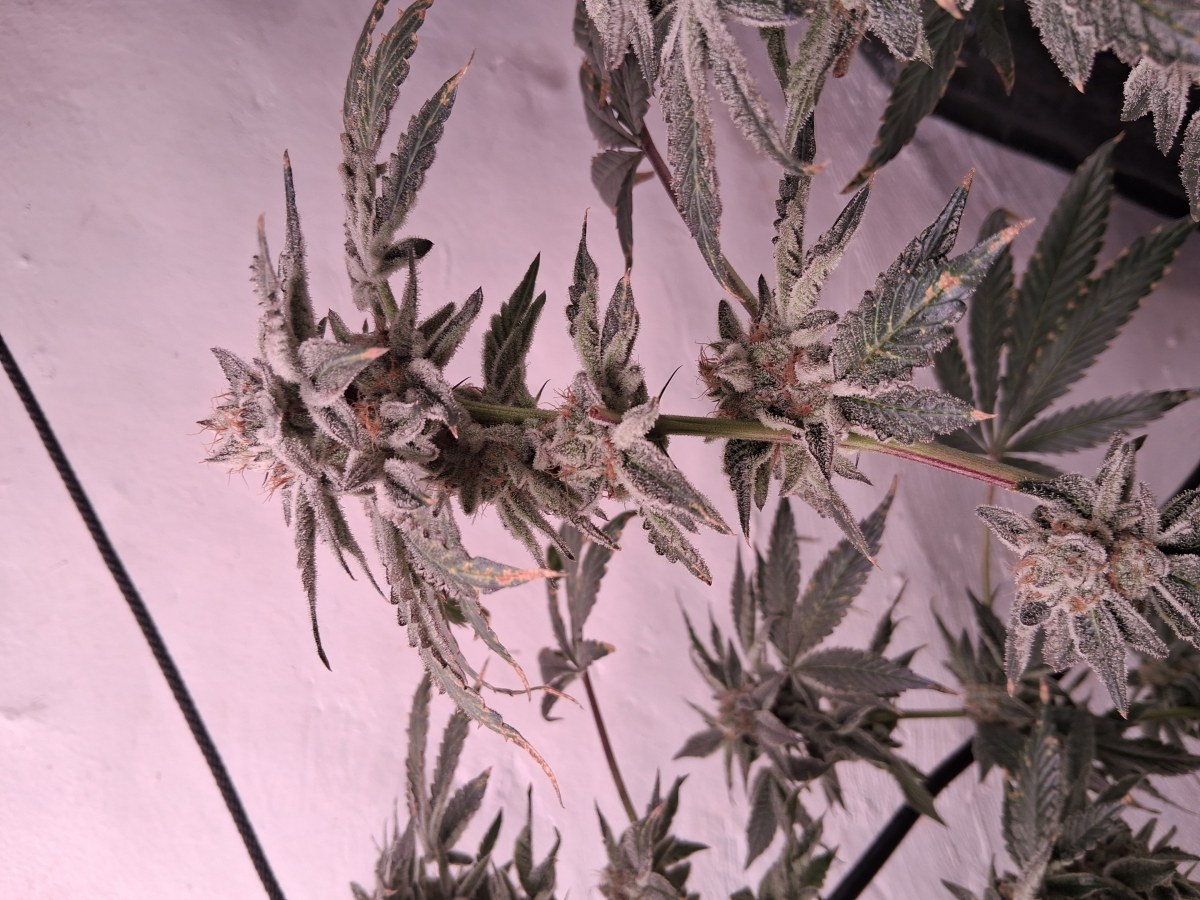 bbs-grow-diaries/blimburnseeds-com/user-39792/71281857033065e0