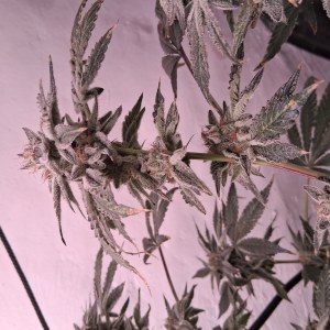 bbs-grow-diaries/blimburnseeds-com/user-39792/71281857033065e0
