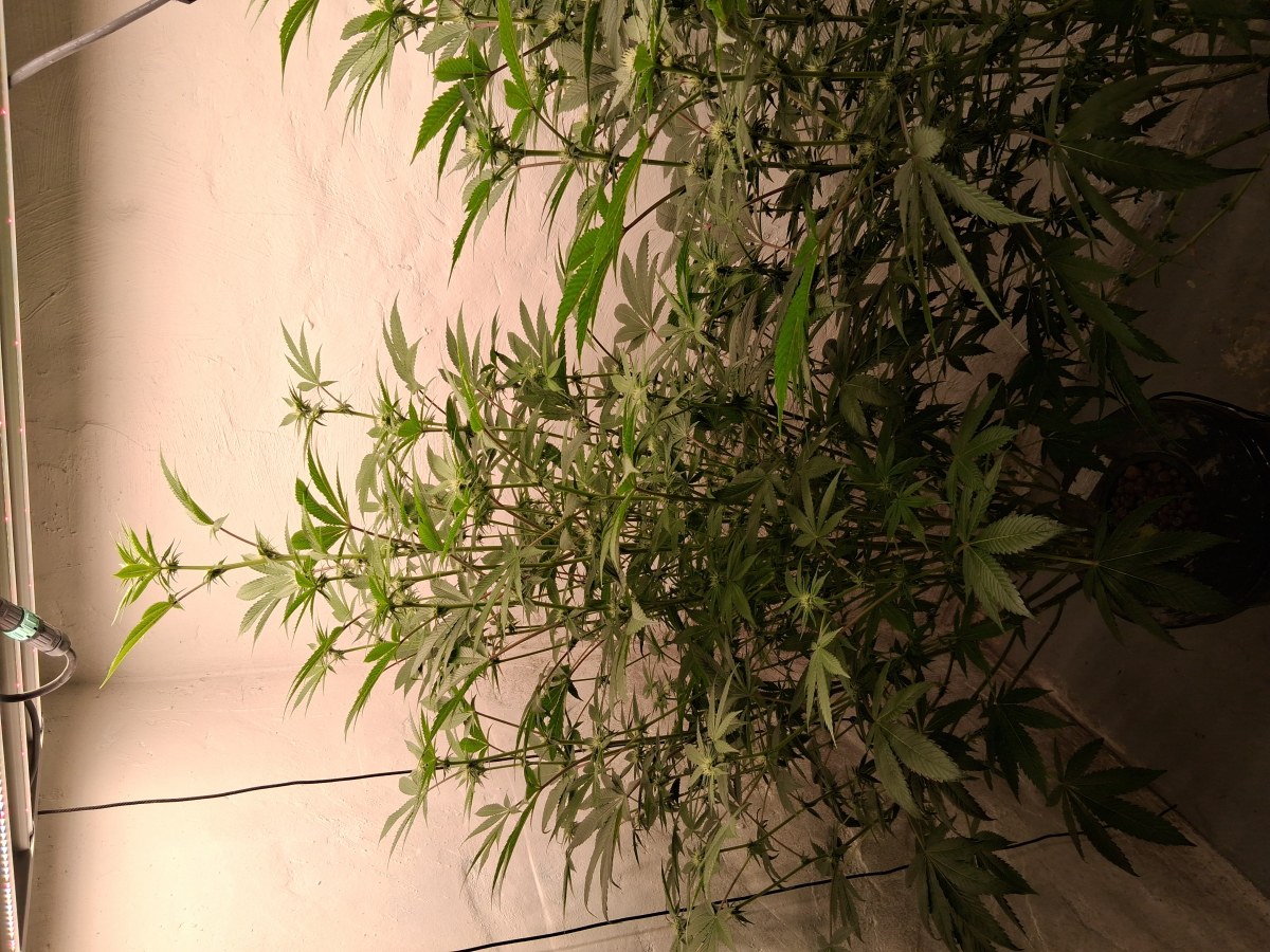 bbs-grow-diaries/blimburnseeds-com/user-39792/747a41b963913ca7