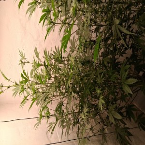 bbs-grow-diaries/blimburnseeds-com/user-39792/747a41b963913ca7