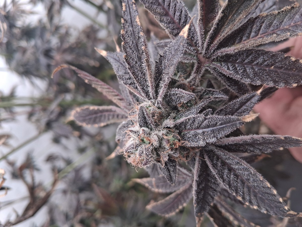 bbs-grow-diaries/blimburnseeds-com/user-39792/76a59644eafc1303