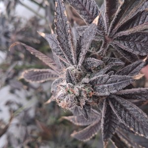 bbs-grow-diaries/blimburnseeds-com/user-39792/76a59644eafc1303