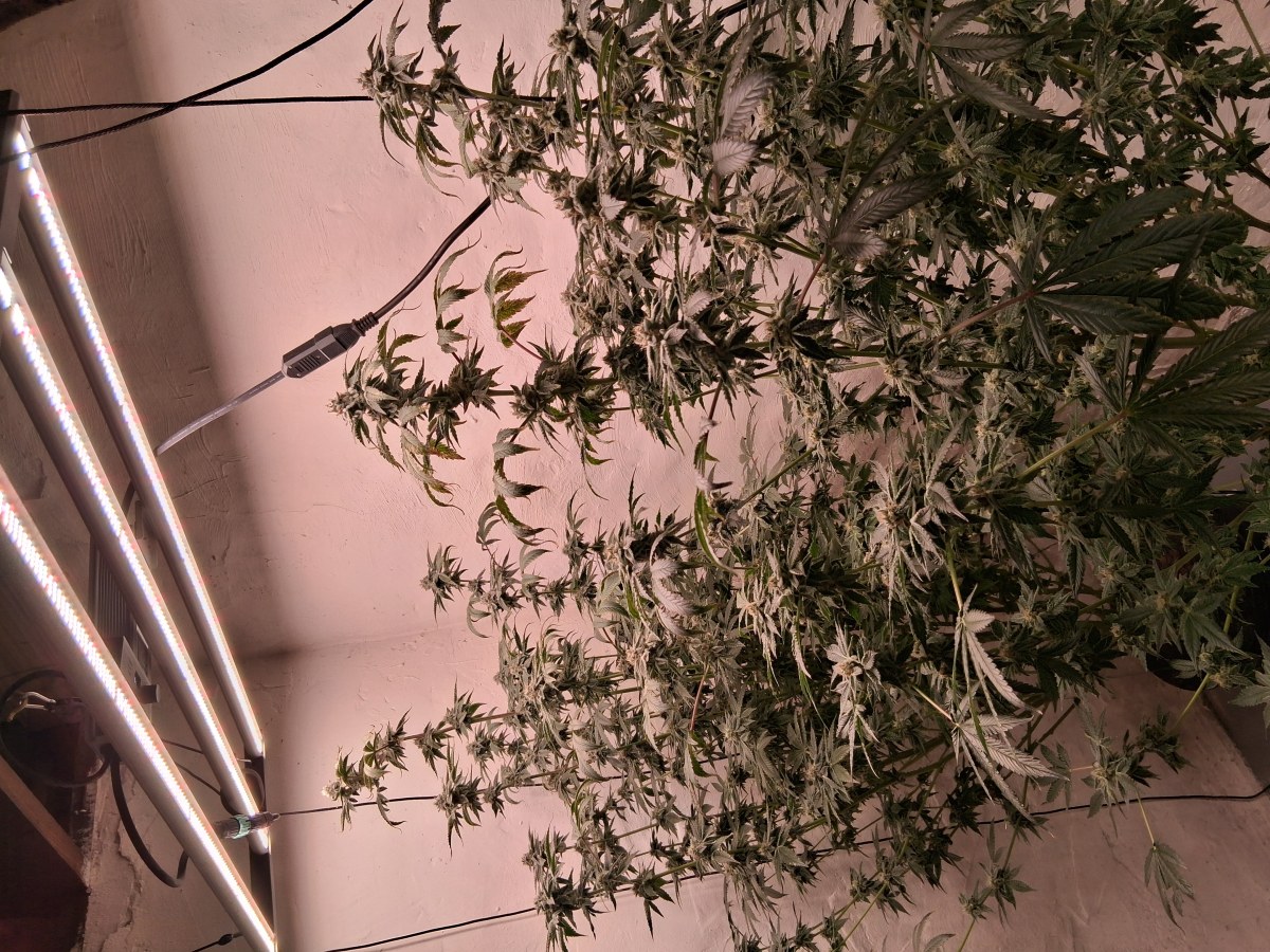 bbs-grow-diaries/blimburnseeds-com/user-39792/76b1fb7da2f13768