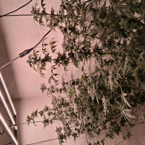 bbs-grow-diaries/blimburnseeds-com/user-39792/76b1fb7da2f13768
