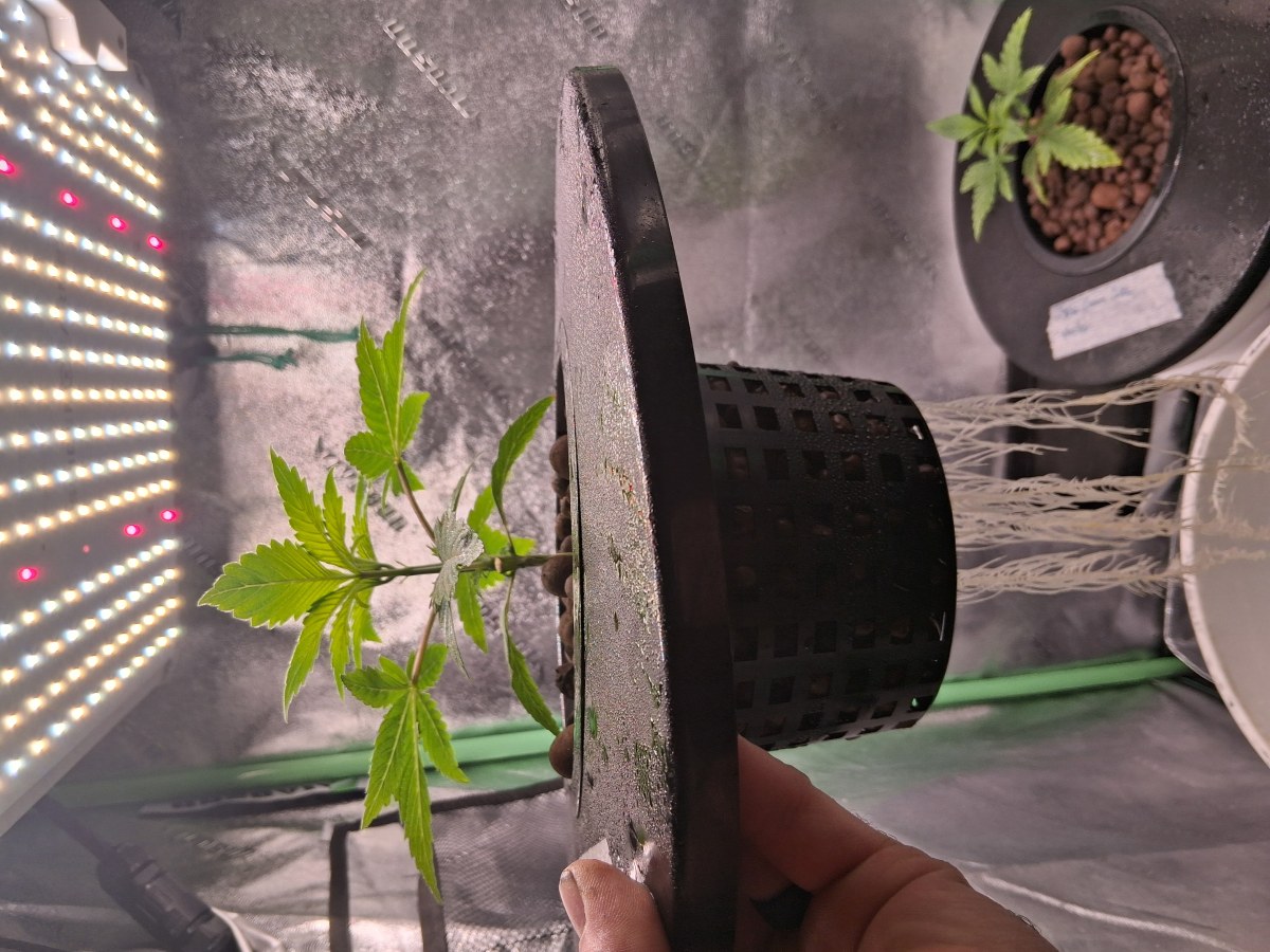 bbs-grow-diaries/blimburnseeds-com/user-39792/79e91618c7728fe6