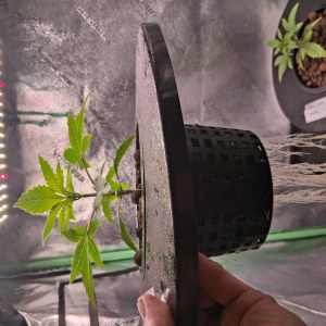 bbs-grow-diaries/blimburnseeds-com/user-39792/79e91618c7728fe6