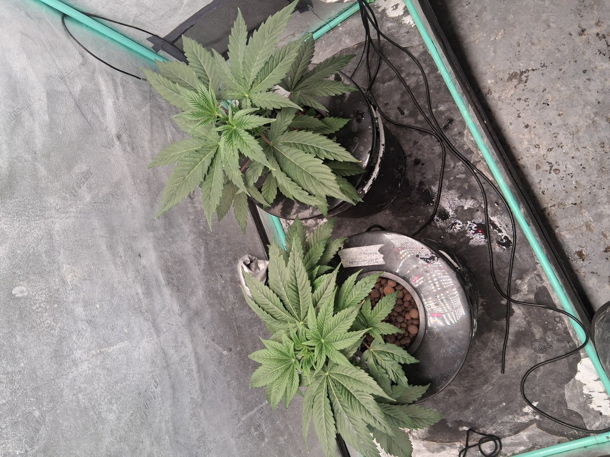 bbs-grow-diaries/blimburnseeds-com/user-39792/82806c4a02f0b50c
