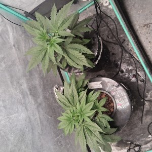 bbs-grow-diaries/blimburnseeds-com/user-39792/82806c4a02f0b50c