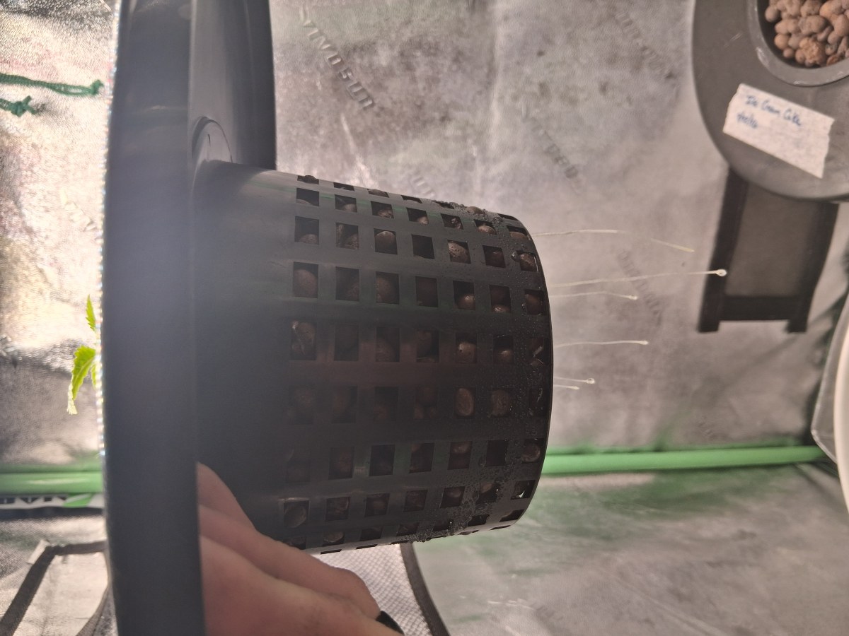 bbs-grow-diaries/blimburnseeds-com/user-39792/861edad85a70f20a