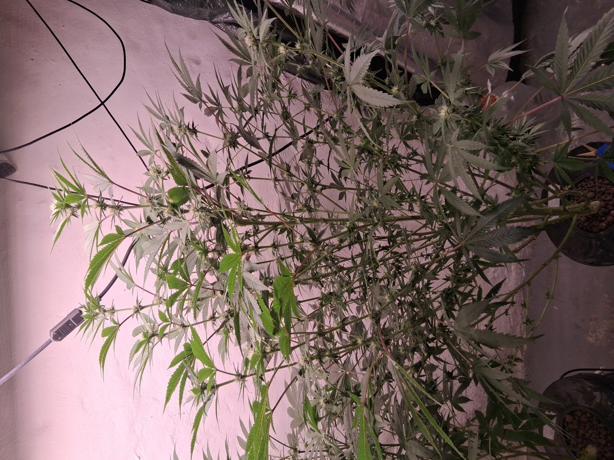 bbs-grow-diaries/blimburnseeds-com/user-39792/8ae38e3a3e7b81dc