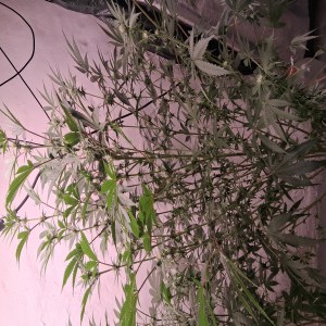 bbs-grow-diaries/blimburnseeds-com/user-39792/8ae38e3a3e7b81dc