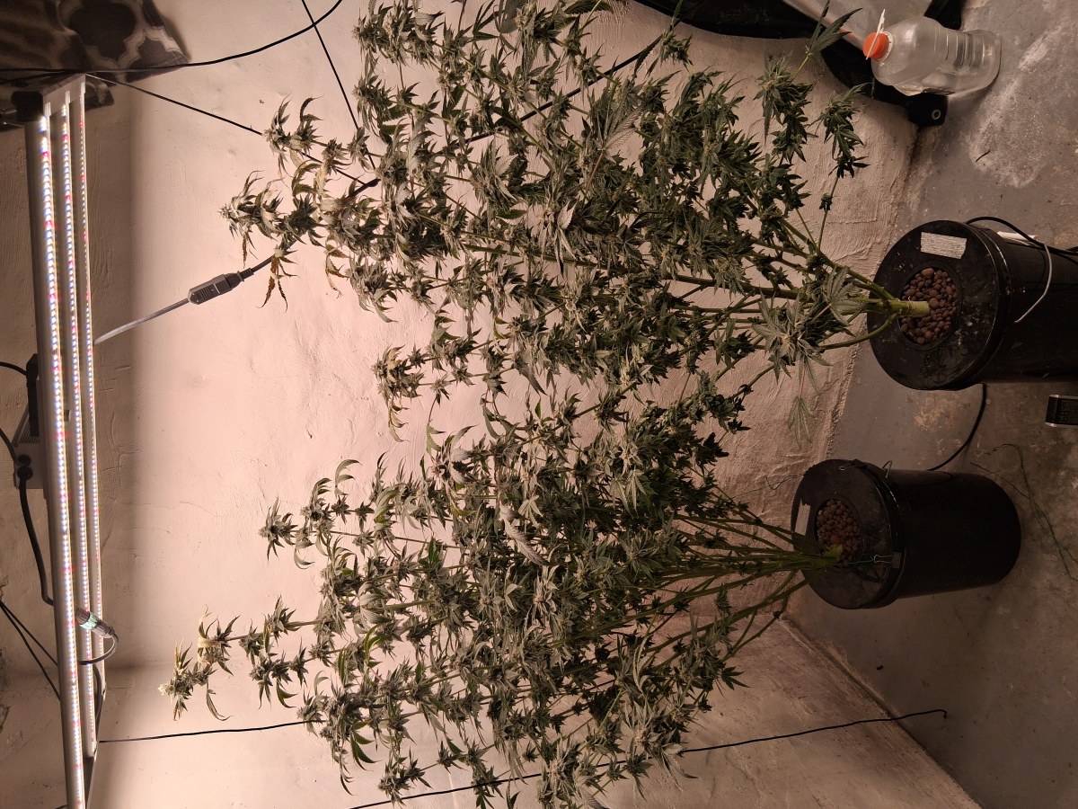bbs-grow-diaries/blimburnseeds-com/user-39792/8f5abbe721116b5e