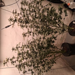 bbs-grow-diaries/blimburnseeds-com/user-39792/8f5abbe721116b5e