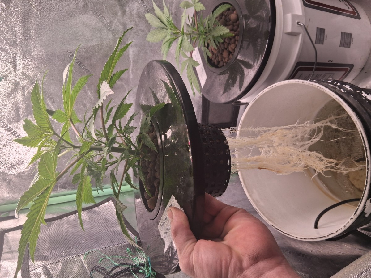 bbs-grow-diaries/blimburnseeds-com/user-39792/92cabe952d305694