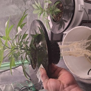 bbs-grow-diaries/blimburnseeds-com/user-39792/92cabe952d305694